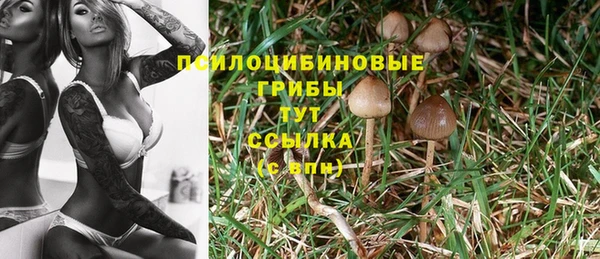PSILOCYBIN Беломорск